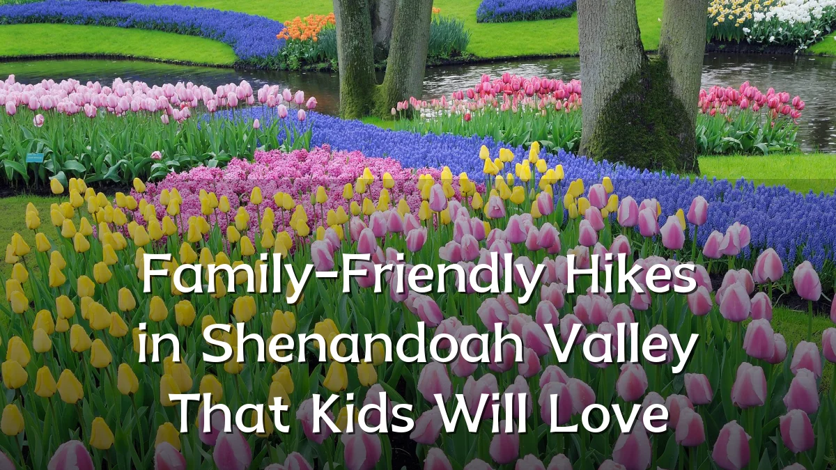 Family-Friendly Hikes in Shenandoah Valley That Kids Will Love