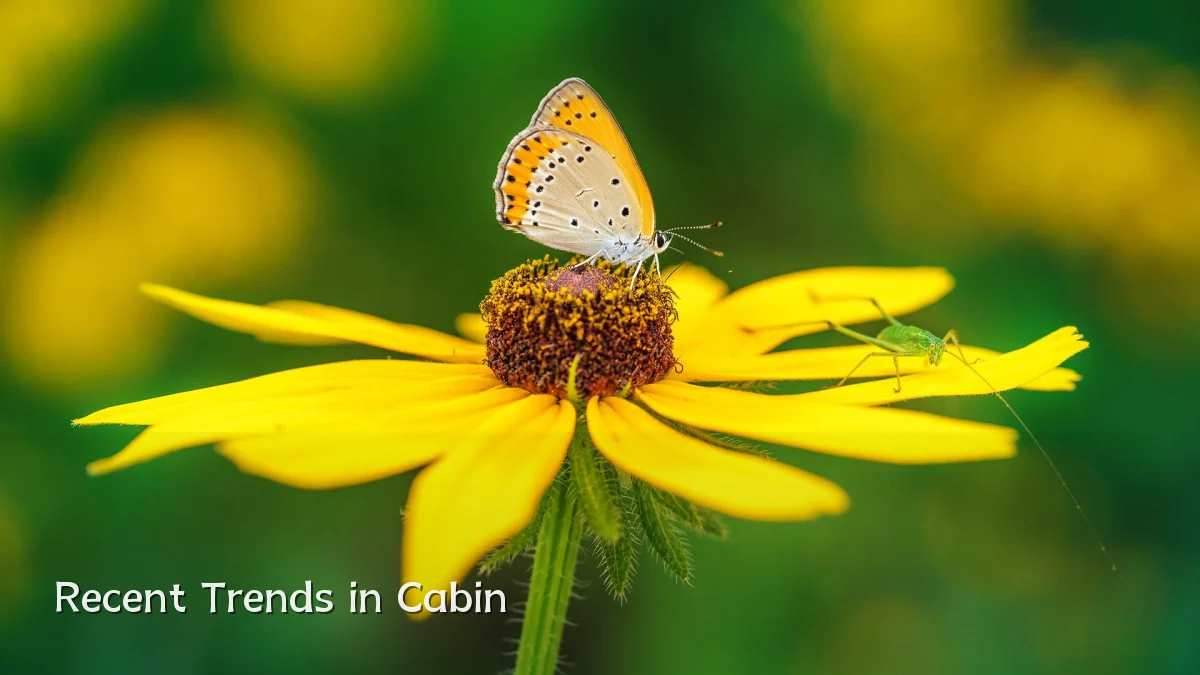 Recent Trends in Cabin