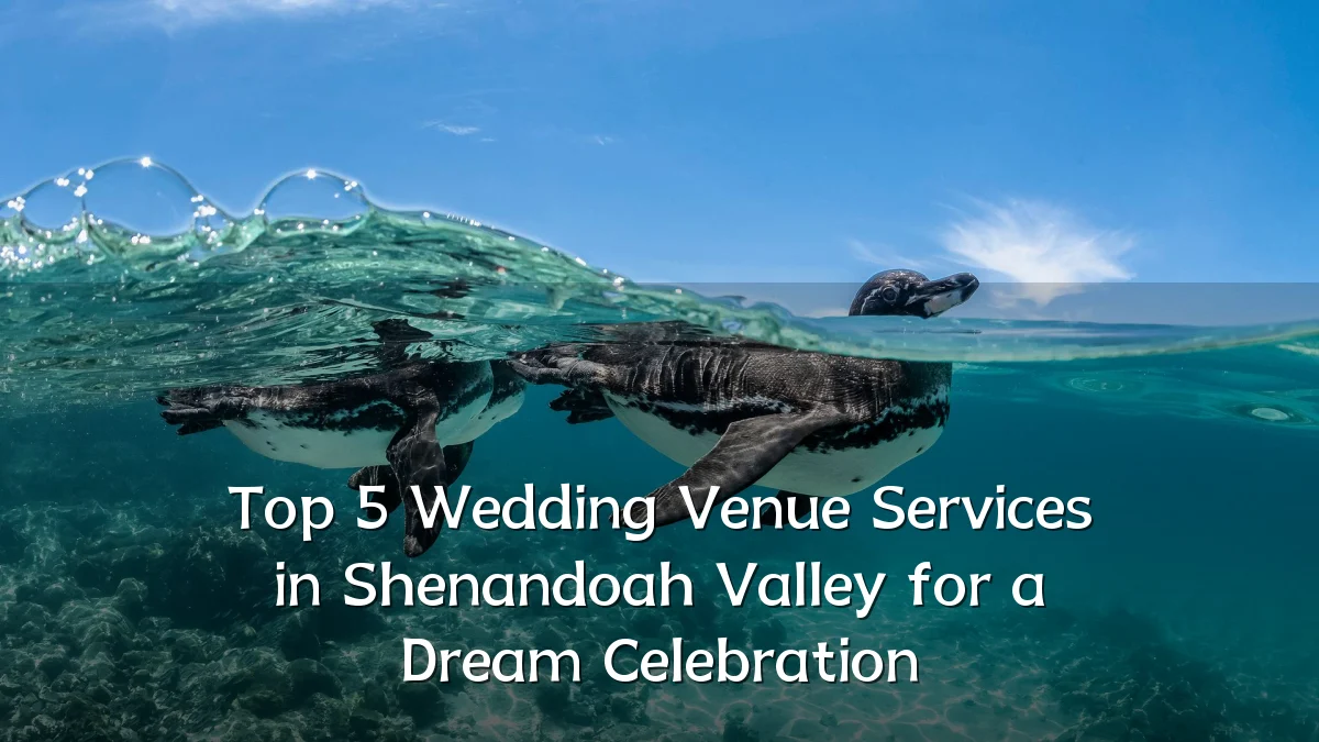 Top 5 Wedding Venue Services in Shenandoah Valley for a Dream Celebration