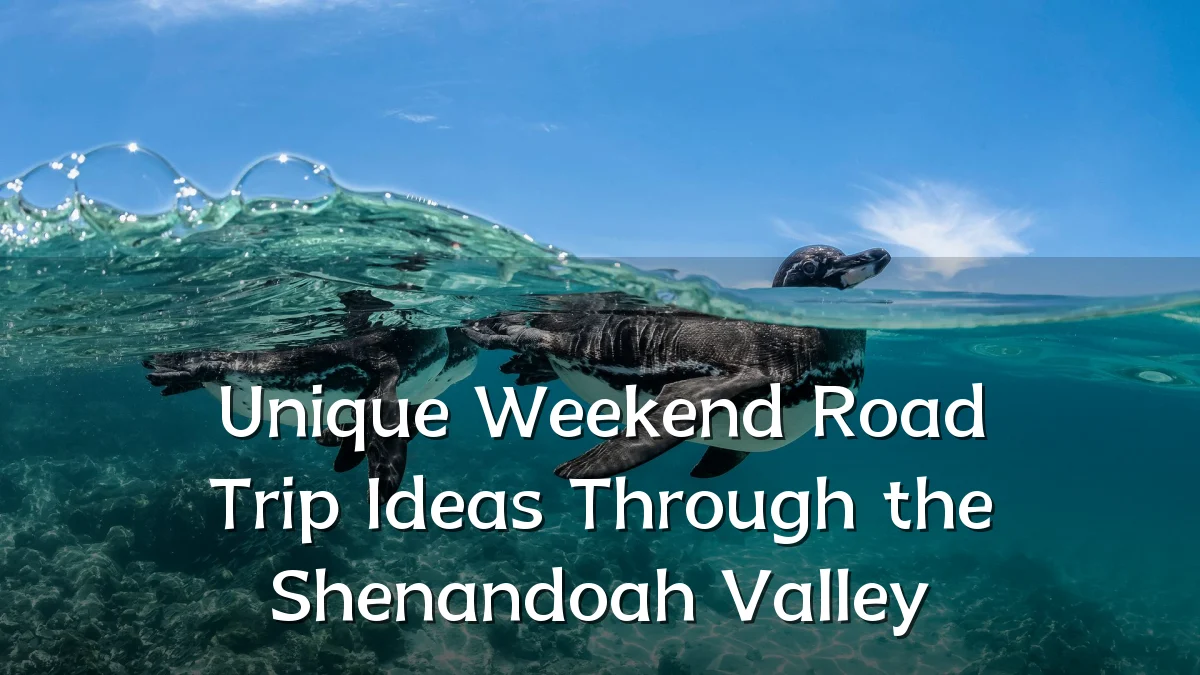 Unique Weekend Road Trip Ideas Through the Shenandoah Valley