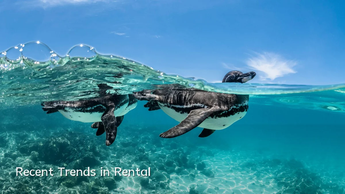 Recent Trends in Rental