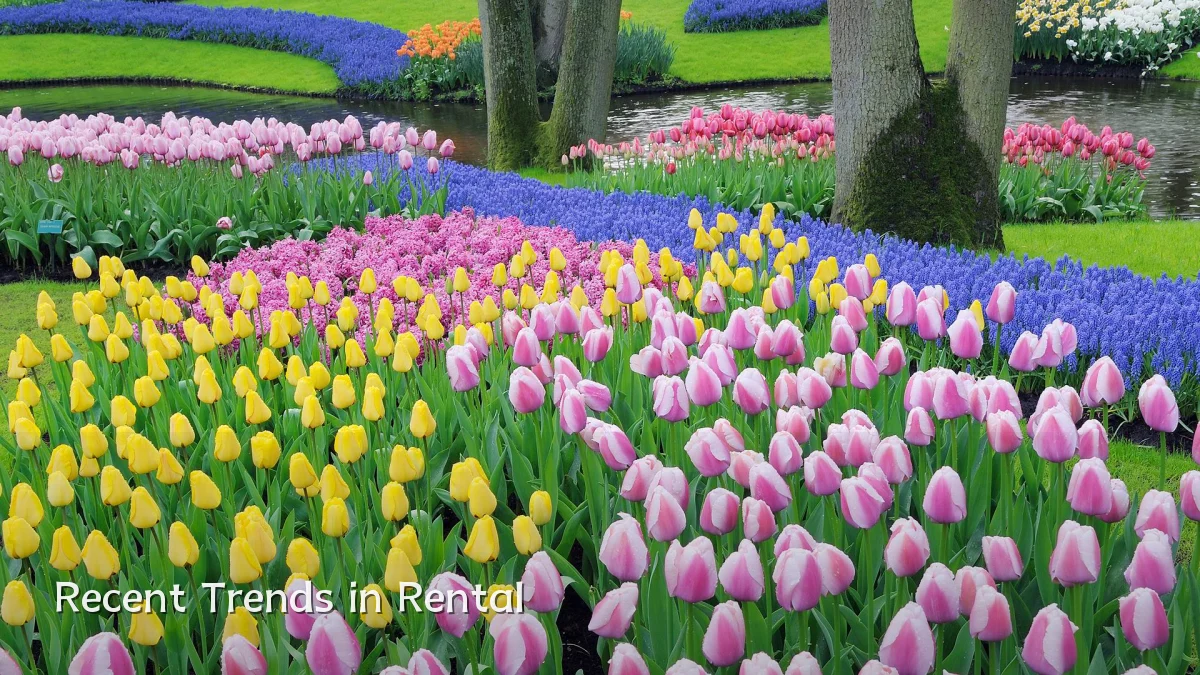 Recent Trends in Rental