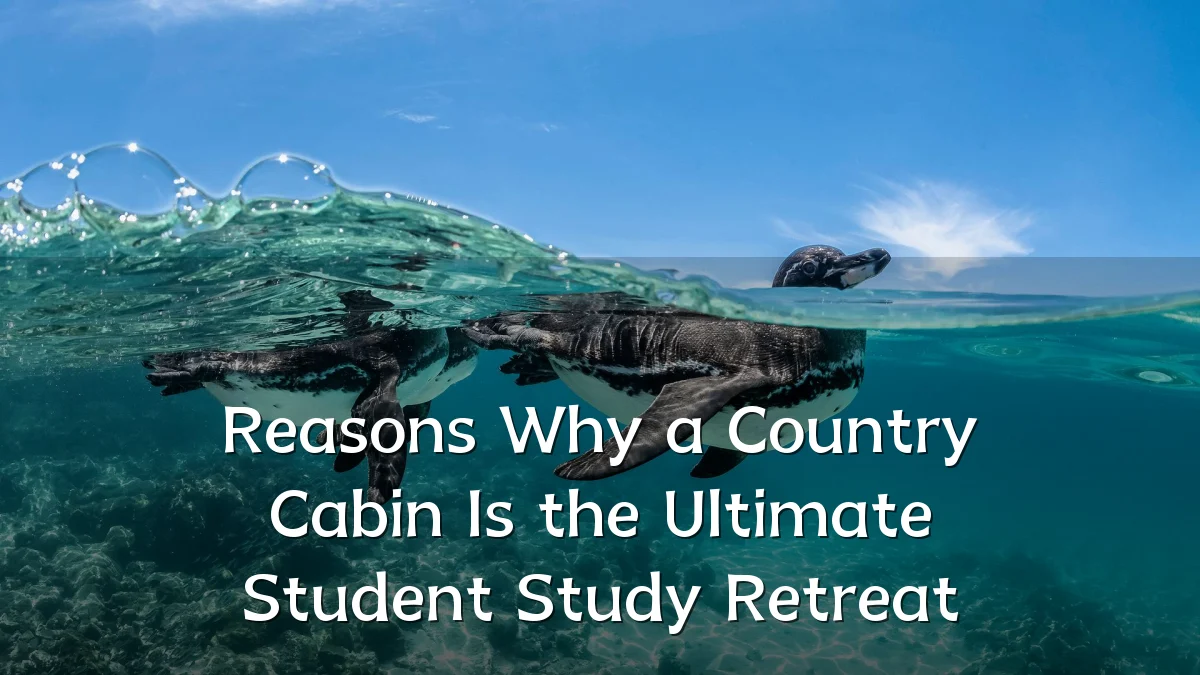 Reasons Why a Country Cabin Is the Ultimate Student Study Retreat